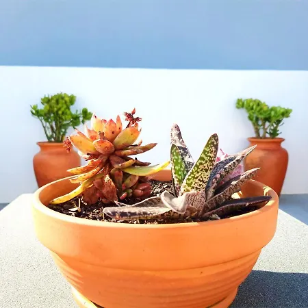 Mf Terceira - With Terrace & Ocean Views Appartement *