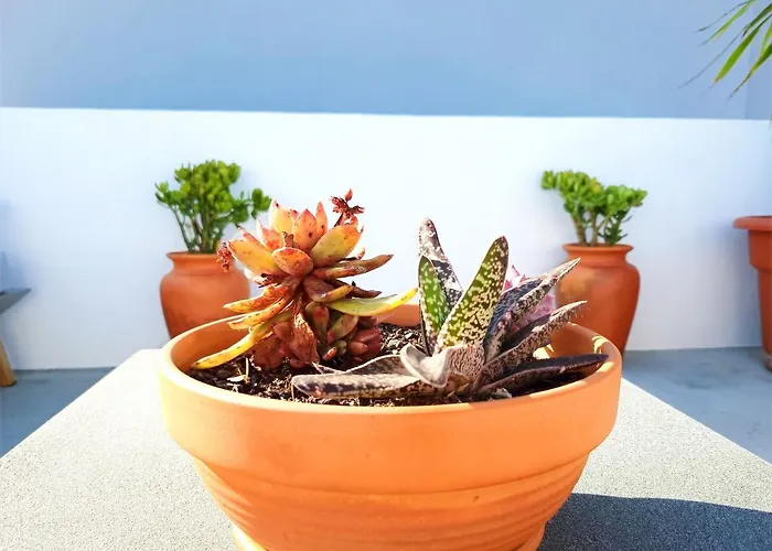 Mf Terceira - With Terrace & Ocean Views Apartment *